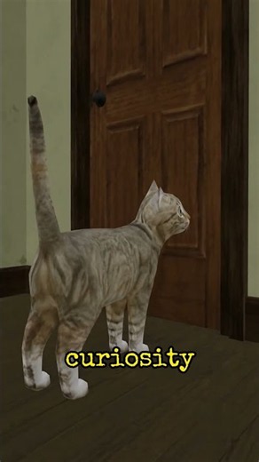 Why Your Cat Follows You to the Bathroom