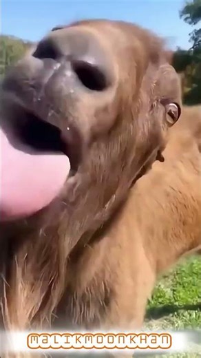 cute crying injection