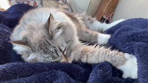 2.7K views · 313 reactions | Robin Cook on Reels | Facebook