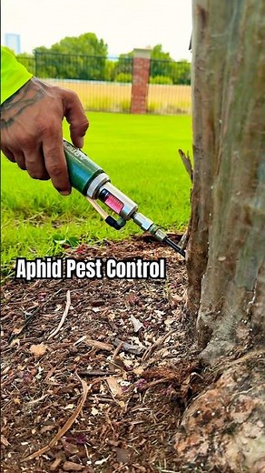 Precision Tree Care | Crape Myrtle Aphid Treatment. #TreeCare #Arborist #CrapeMyrtle #insecticide