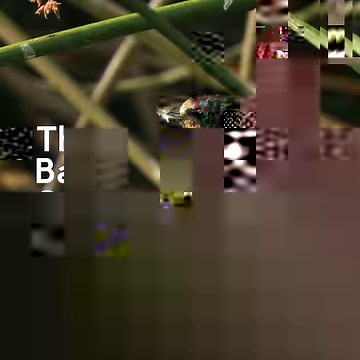 Barn Swallows are the most abundant swallow species on the planet and are found in both hemispheres. In the U.S. and Canada, more than 150 million insect-eating birds like Barn Swallows have vanished in the last 50 years. Overall 1 in 4 birds have been lost. Find out how you can help #BringBirdsBack here: www.birds.cornell.edu/BringBirdsBack Please share this post and be a voice for birds. | Cornell Lab of Ornithology