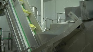 inside a potato factory, process separating, cutting and cleaning potatoes into potato chips