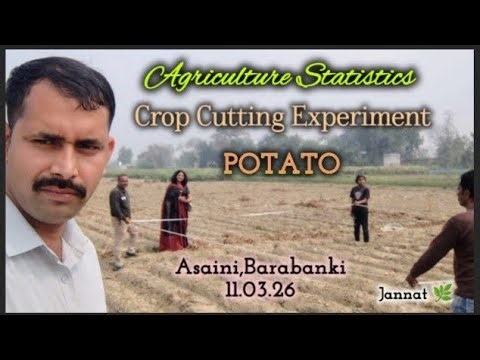 Potato Crop Cutting Experiment (CCE) | Agriculture Statistics | Real Field Process #agriculture