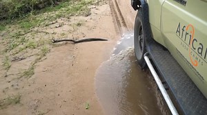 The Magic of Mana Pools ⁠ ⁠ Zambezi Expeditions is perfectly situated on the banks of the Zambezi River. This expedition camp allows one to truly get in touch with nature, and experience the luxury of the vast landscapes.⁠ ⁠ Immerse yourself in the heart of the wild at Zambezi Expeditions ⁠ https://africanbushcamps.com/camps/zambezi-expeditions/ | African Bush Camps