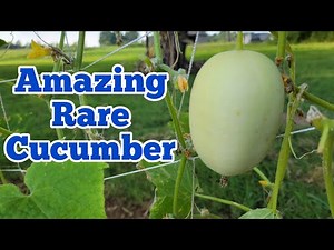 The Best Tasting Cucumber Variety That I Have Grown