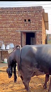 Buffalo delivery | Cow Delivery Uas