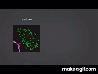 PALM microscopy (photo-activated light microscopy) on Make a GIF