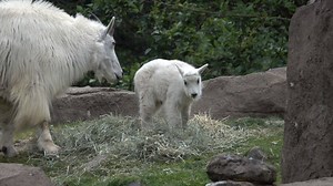 The babiest moments of 2018. | Oregon Zoo
