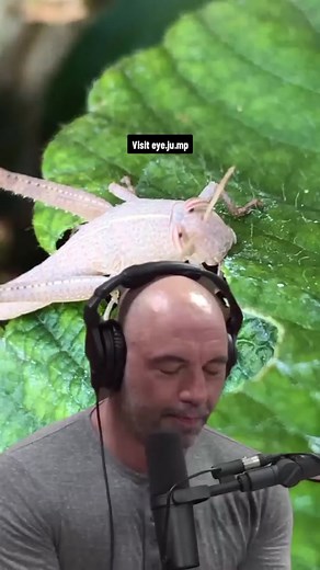 The Astonishing Transformation Of Grasshoppers Into Cannibalistic Locusts - Joe Rogan #1369 • • • #joerogan #jre #podcast #mindblowingfacts #interestingfacts