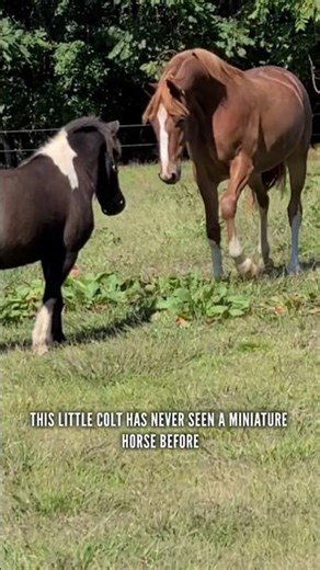 Colt Has Never Seen a Miniature Horse.. What's his reaction?