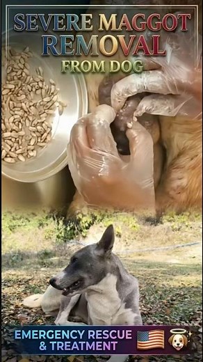 Severe Maggot Removal From Dog | Emergency Rescue & Treatment🇺🇸🐶