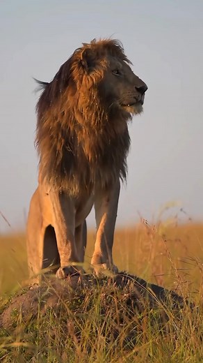 Follow for more please @Naturevirals . . . . #lion #lionlover #king #lions #animals #cat #cats #foru #fyp #viralreels #usa #usareels #crypto #varunchakaravarthy #indiavsnz #barcelonavsrealsociedad #indvsaus #ramzanreliefpackagepakistan #iftartimetoday #kanewilliamson #barcelonarealsociedad #deebosamuel #angiestonecaraccident #myrtlebeachfire #ncacheershooting #xrp #indiavsnewzealand #angiestone #newcastlevsbrighton #manunitedvsfulham #wildlife #king #rescueanimals #saveearth #trump #championstro