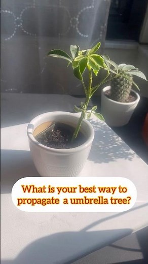 Ways To Propagate Umbrella trees Tips and tricks #Umbrellatree