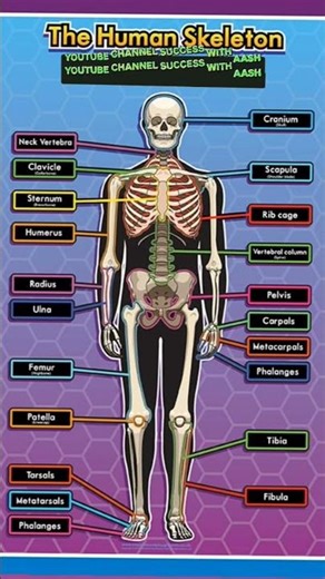 human skeleton 🩻 system