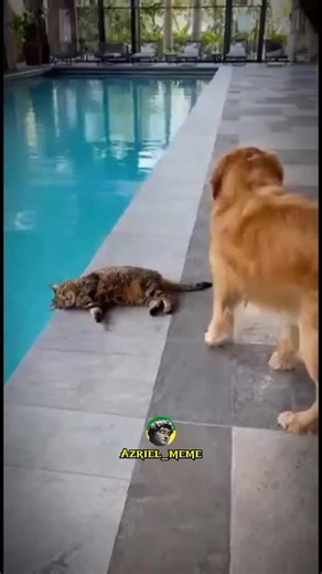 ምን ይባላል ይሄ 😂😂#habeshatiktok #ethiopian_tik_tok🇪🇹🇪🇹🇪🇹🇪🇹 #ethiomeme #habeshamemes #ethiohumor #onthisday #foryou #viral_video