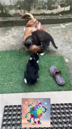 FUNNY BEAGLE AND HUSKY