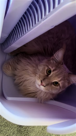 Falki's Hiding Spot Revealed!