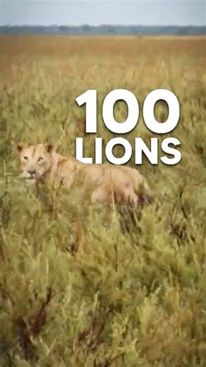 LION CONSERVATION