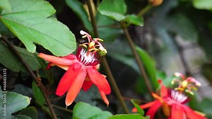 Passiflora coccinea (scarlet passion flower, red passion flower, Granadila merah) on the tree. . It produces edible fruit. Stock Video