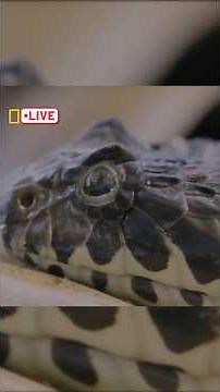 The death adder is a highly venomous Australian snake known for its extremely fast strike #shorts