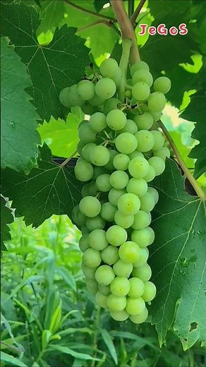 green grapes #fruit #naturelovers #fruitlovers