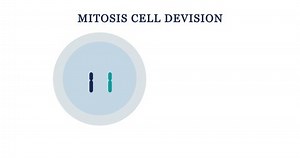 Cartoon Animation Mitosis Cell Devision Stock Footage Video (100% Royalty-free) 1051065277 | Shutterstock