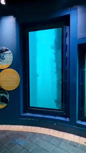 Explore the vibrant underwater world at the Busselton Jetty Underwater Observatory. Descend 8 metres beneath the surface and discover marine life like never before! 🪸 🐟 ✨ #busseltonjetty #seaofdiscovery #australiasouthwest #margaretriverregion #wathedreamstate | Busselton Jetty