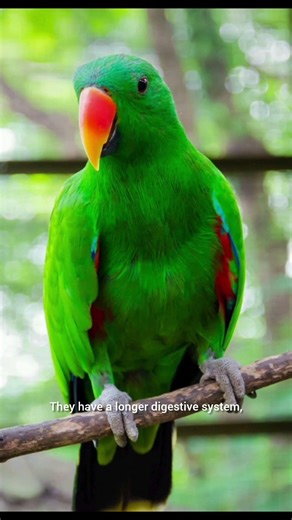 Why Eclectus Parrots Look So Different