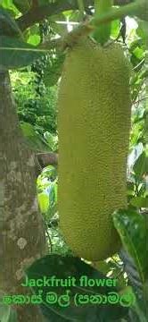 කොස් මල් (පනාමල්) Jackfruit Flower