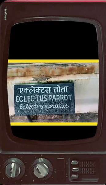 Eclectus Parrot — most colorful &  intelligent parrots in the world! 🌍#EclectusParrot #ExoticBirds #