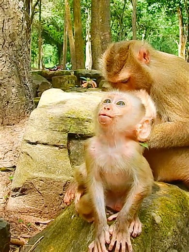 Poor Lilo cry and cry can't find his Mom Lila, he cry scaring most #beautiful #monkeydluffy #monkeycute #babymonkey #monkeyface #lovely #monkey #cute #animals #animalsbaby #poormonkey #monkeycry #funny #funnyvideo #cuteanimals | Monkey TV7