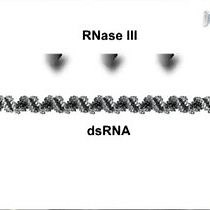 Video: MISSION esiRNA for RNAi Screening in Mammalian Cells