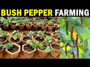 Bush Pepper Farming / Bush Pepper Cultivation
