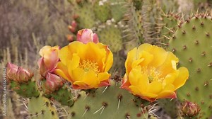 In late spring and early summer, mass flowering of cacti began in Southern California. Cactus - a honey plant