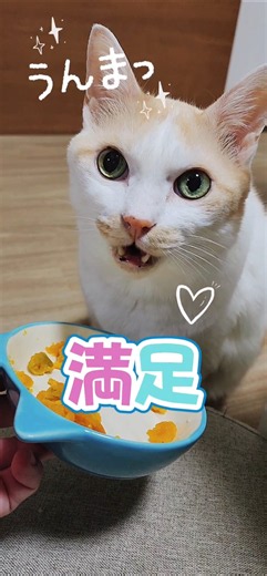 カボチャ大好きネコの親子🎃💕今夜はお月見🌾🌕🍡 #秋の癒し #秋の味覚 #十五夜 #お月見 #収穫祭 #ねこのいる生活 #ねこのいる暮らし