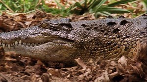 479K views · 5.5K reactions | A female crocodile runs to attack a monitor lizard who is stealing her eggs. | National Geographic Animals | Facebook