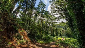 World Rainforest Day 2025: Know Date, Origin & Significance