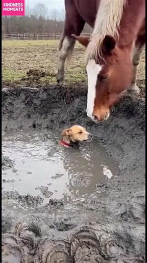 Unexpected Animal Rescue! A horse helps a dog escape a muddy pit. True friendship! #fblifestyle #AI Generated using Kling AI . . . (For entertainment purposes only. Consult professionals if guidance on activities is presented. No brand affiliation is implied if any are shown. If inspired by true events, creative adaptations may be included. Content may include public footage.) | Fabiosa - Live easy