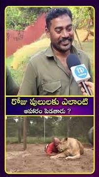 రోజు పులులకు ఎలాంటి ఆహారం పెడతారు #tiger #food #idreamculture