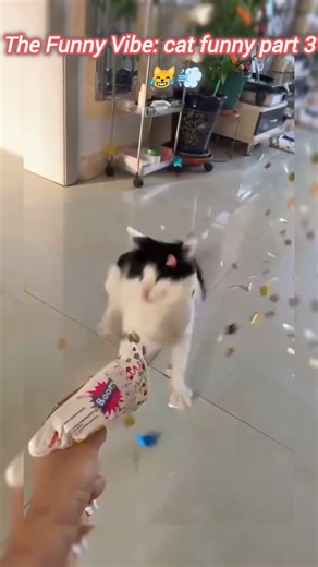 (The Funny Vibe:cat funny part 3)DRAMATIC CATS 😱 Ultimate Funny Cat Reactions & Fails Compilation !!