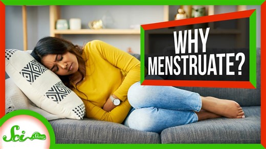 Why do people have periods when most mammals don't?