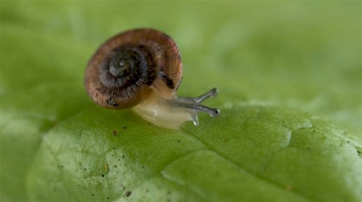 15K views · 194 reactions | UK-Portugal snail-saving project hailed a success Conservationists in the UK and Portugal hail a pioneering snail breeding programme for saving two critically endangered species from extinction and spurring the release of 1,329 on a remote Atlantic island. | AFP News Agency | Facebook