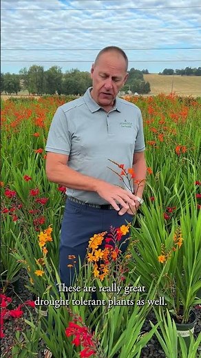 New Crocosmia!!! #plants #gardening #garden #home