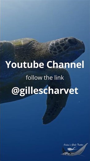 Sea Turtle on Coral Reef, Siladen/Bunaken Island | Underwater Vertical Video | 4K Indonesia Wildlife
