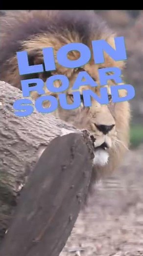 LION ROAR | LION ROAR SOUND
