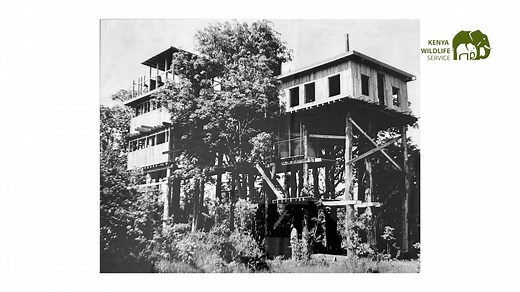Exciting News! Treetops Lodge in Aberdare National Park reopens today. Treetops Lodge holds a special place in Kenya's history. It was here, in 1952, that Princess Elizabeth became Queen Elizabeth II while she was staying at the lodge, marking a significant moment in the British monarchy. This historic site has been a cherished destination for visitors seeking a unique blend of history and natural beauty. Aberdare National Park is a hidden gem that boasts a diverse range of wildlife including el