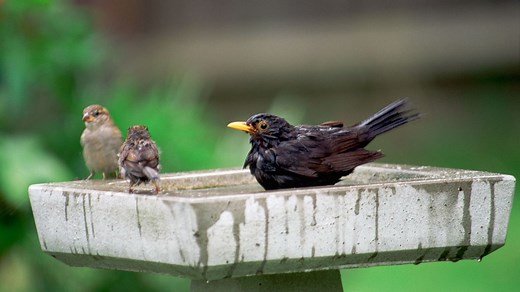 Can Different Bird Species 'Talk' with Each Other?