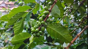 Arabica coffee seed on Coffee arabica tree is a species of flowering plant in the coffee and madder family Rubiaceae - local agriculture in northern pha hee village chiang rai thailand - ingredient Stock Video
