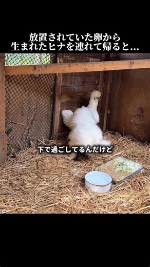 じゃぱちき【Japanese Chicken】 on Instagram: "放置されていた卵から生まれたヒナを連れて帰ると... #ニワトリ #鶏 #保護 #飼育"