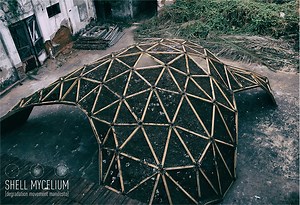 shell mycelium: exploring fungus growth as a possible building block